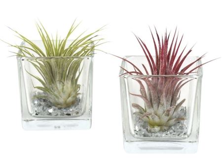 Tillandsia Vierkant Small