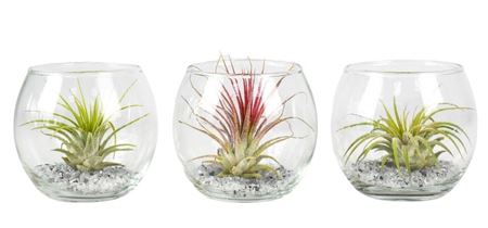 Tillandsia Glas Bol Mini