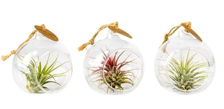 Tillandsia Glas Hangbol Mini