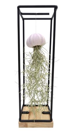 Tillandsia Schelp Hangframe Medium