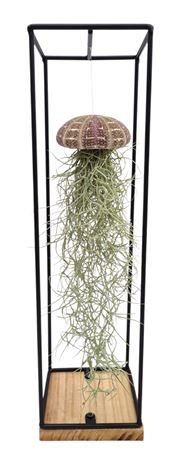 Tillandsia Schelp Hangframe Large