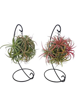 Tillandsia Ionantha Clumb Mix Hanging