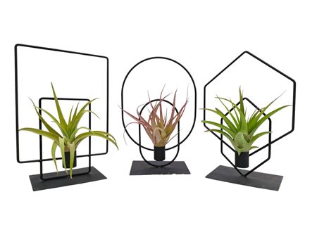 Tillandsia Duo Frame Mix