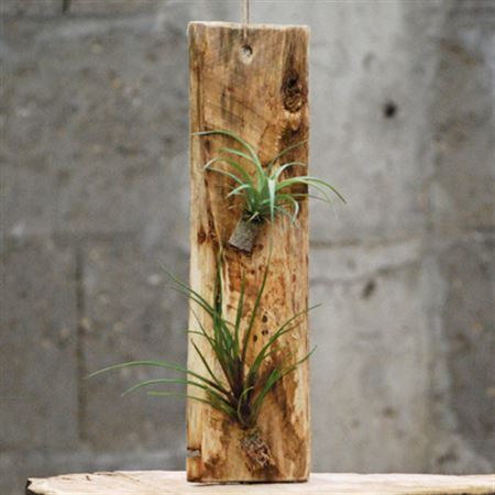 Plank Met 2 Tillandsia Klein