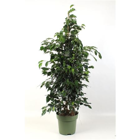 Ficus Be Midnight Lady