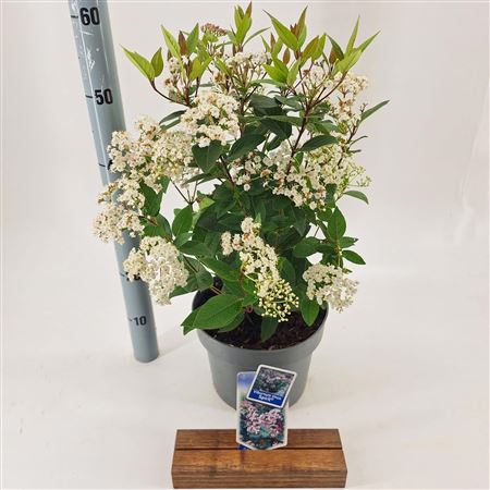 Viburnum Tinus Spirit