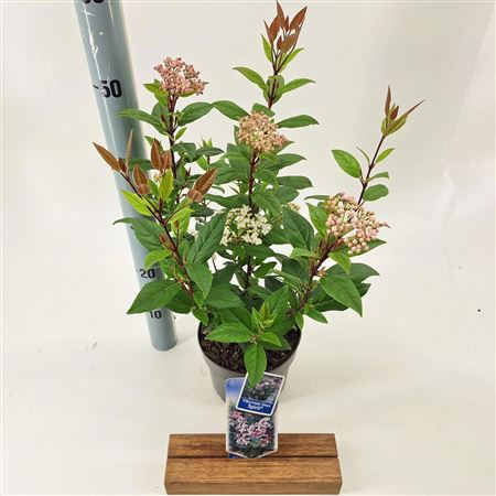 Viburnum Tinus Spirit