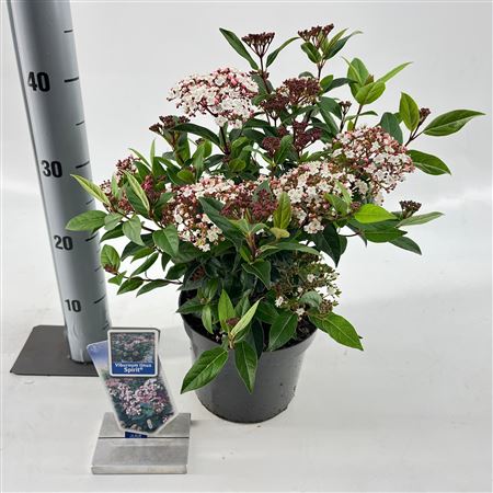 Viburnum Tinus Spirit