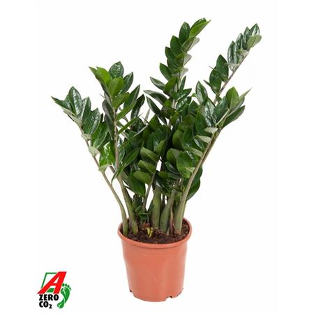 Zamioculcas 10+