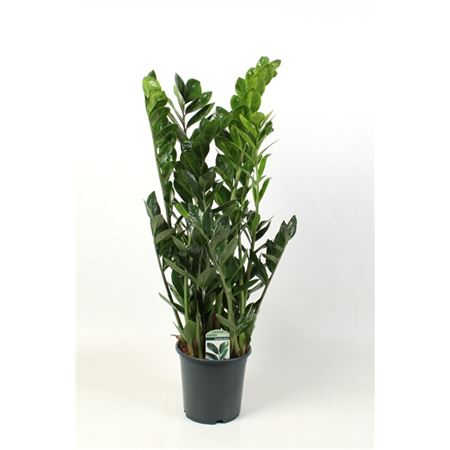 Zamioculcas Lucky Classic 12+