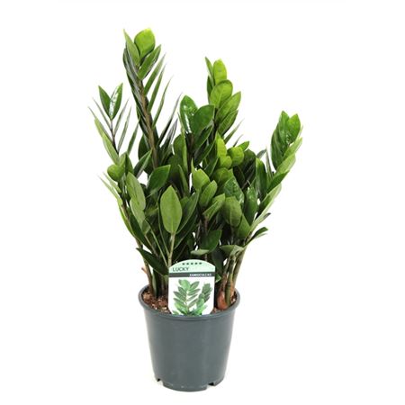 Zamioculcas Lucky Classic 6+