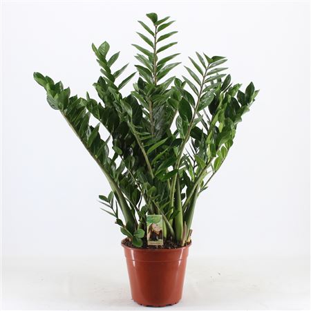 Zamioculcas 10+