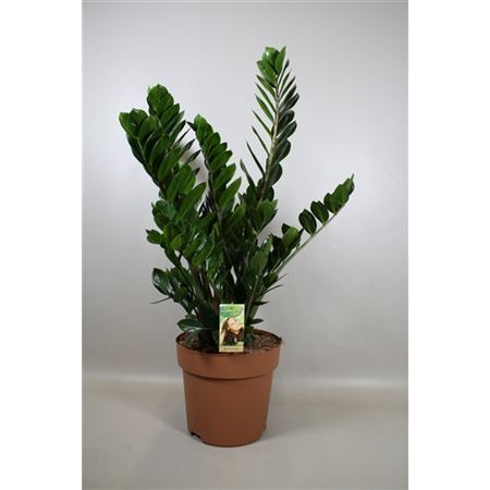 Zamioculcas 10+