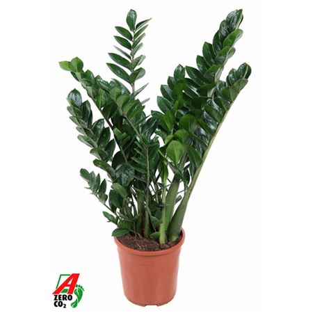 Zamioculcas 12+