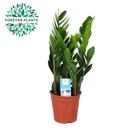 Zamioculcas 6+