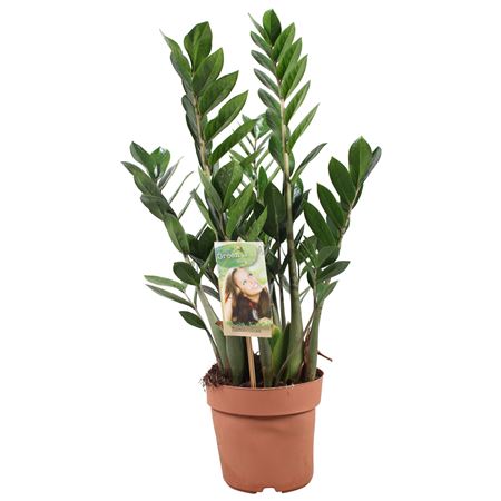 Zamioculcas 4+
