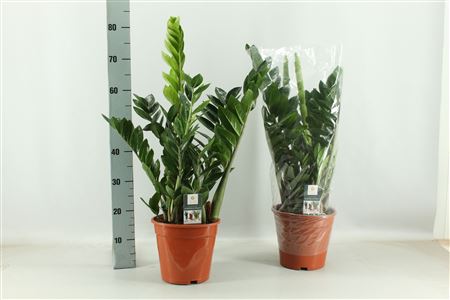 Zamioculcas 6+