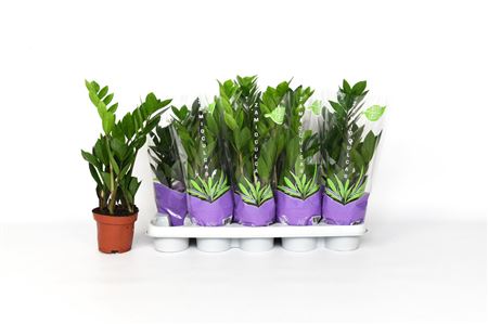 Zamioculcas 3+
