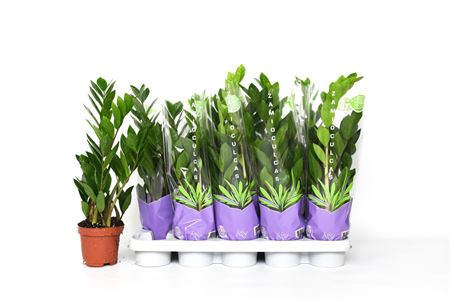 Zamioculcas 3+
