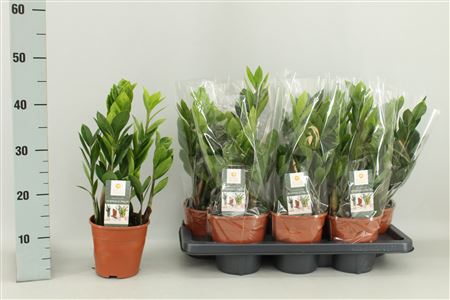 Zamioculcas 4+