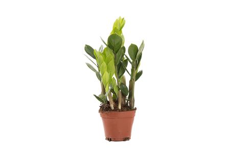 Zamioculcas 3+