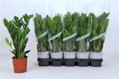 Zamioculcas 3+