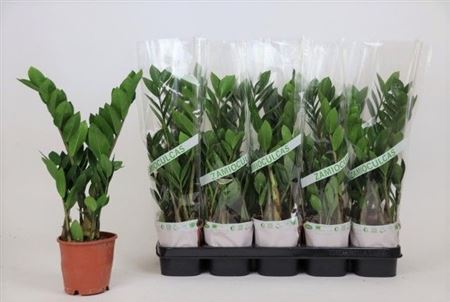 Zamioculcas 2+