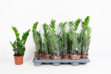 Zamioculcas 2+