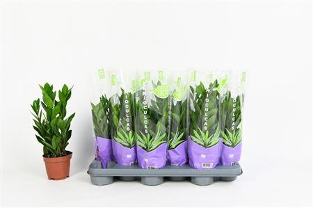 Zamioculcas 3+