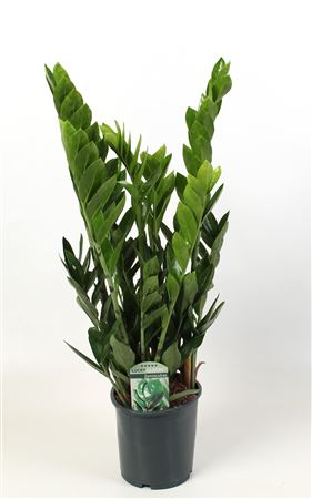 Zamioculcas Lucky Classic 7+