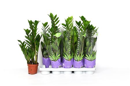 Zamioculcas 3+