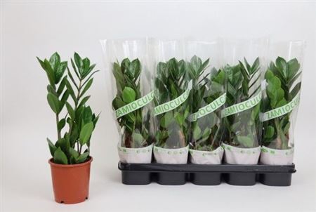 Zamioculcas 2+