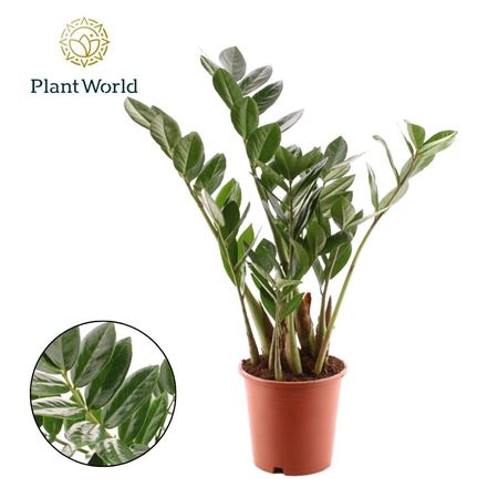 Zamioculcas 3-4