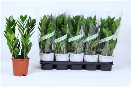 Zamioculcas 3+