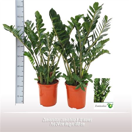 Zamioculcas Zamiifolia