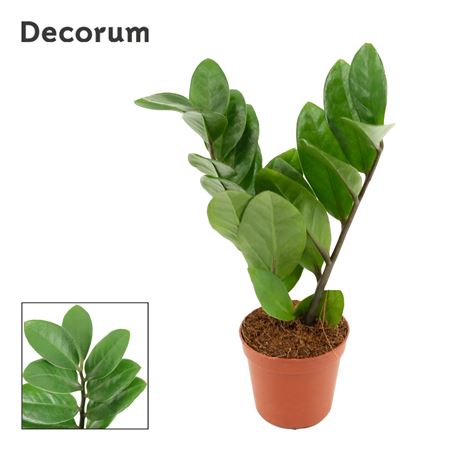 Zamioculcas Two Leaf 2+