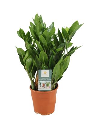 Zamioculcas 8+