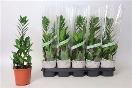 Zamioculcas 1+