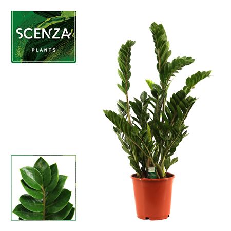 Zamioculcas 8+