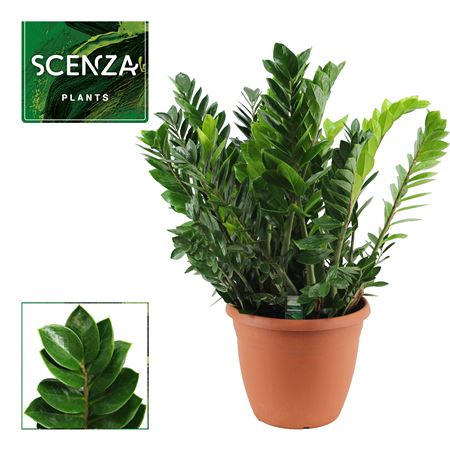 Zamioculcas Zamiifolia 15+