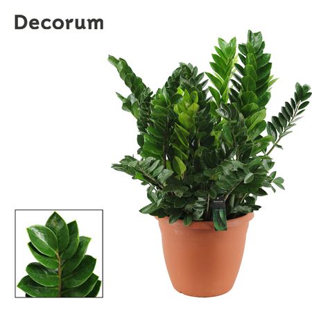 Zamioculcas Zamiifolia 15+ (decorum)