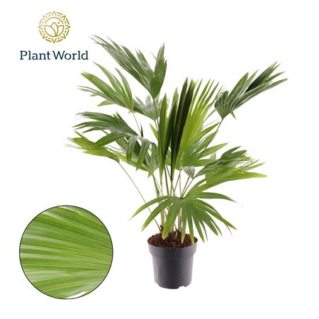 Livistona Rotundifolia