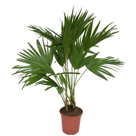 Livistona Rotundifolia