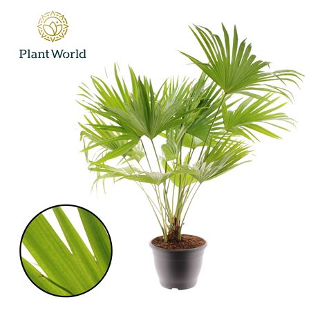 Livistona Rotundifolia 3pp