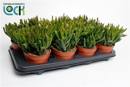 Crassula Horn Tree