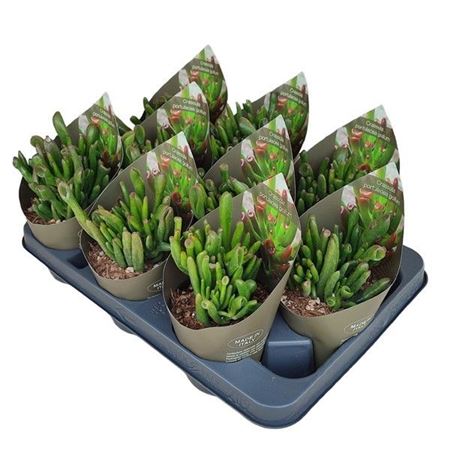 Crassula Portulacea Gollum Potcover