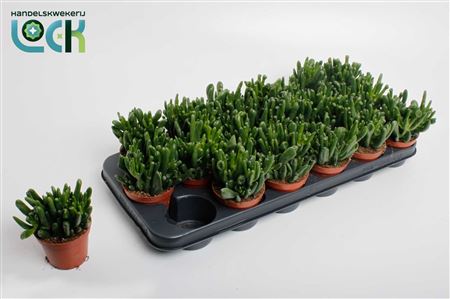 Crassula Horn Tree