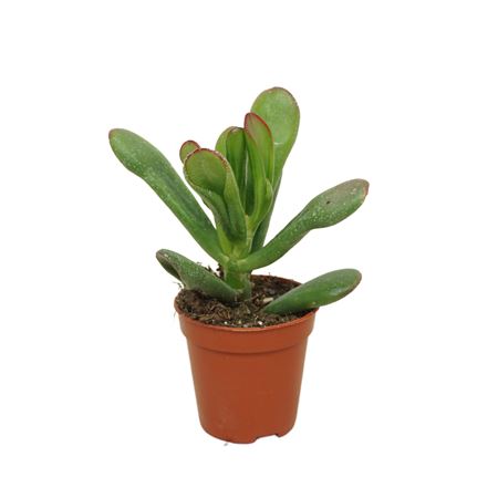 Crassula Horntree