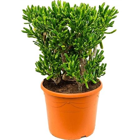 Crassula Ovata Horntree
