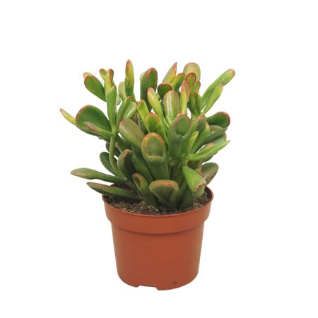 Crassula Horntree 10,5 Cm